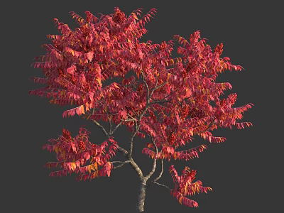 Vibrant Deciduous Tree with Red and Orange Leaves Against Dark Background in Autumn 3d model