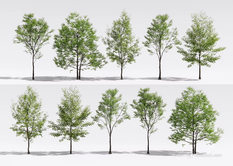 Various Arbor Tree Varieties With Lush Green Foliage And Different Growth Forms 3d model
