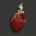 Detailed 3D Anatomical Model of Human Chest Organ Heart with Blood Vessels Structure