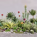 Plant Combination With Various Succulents Cacti Aloe Flowering Plants And Small Pebbles
