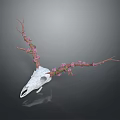 White Deer Skull Anatomical Model Medical Device For Educational Training