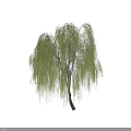 Lush Weeping Willow Tree with Long Green Leaves and Drooping Branches
