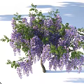 Detailed Deciduous Vine Arbor Wisteria Floribunda Realistic 3D Model with Natural Design