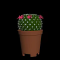 Green Spherical Cactus with White Spines and Pink Flowers in Brown Pot for Home Decoration