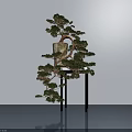 Elegant Bonsai Tree with Curved Branches on Black Table Modern Indoor Decor 3d model