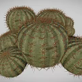Group of Round Green Cacti with Sharp Spines on White Background 3d model
