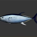 Sleek Tuna Fish With Blue Silver Body Black Fins And Tail On Dark Background