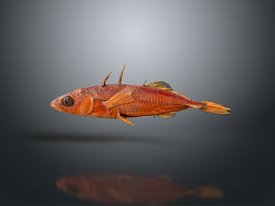Fish Freshwater Fish Sea Fish Animal Game Animal Cartoon Animal Realistic Animal 3d model