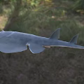 Sawfish Aquatic Animal With Flat Body And Long Saw Like Snout In Ocean Water