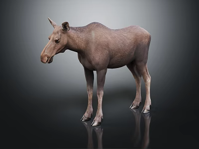 Realistic Brown Moose Standing On Black Background With Reflection 3d model
