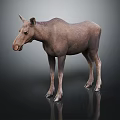 Realistic Brown Moose Standing On Black Background With Reflection 3d model