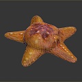 Starfish Red Starfish Bread Starfish Blue Starfish Sun Starfish Purple Starfish Grain Skin Tumor Starfish 3d model