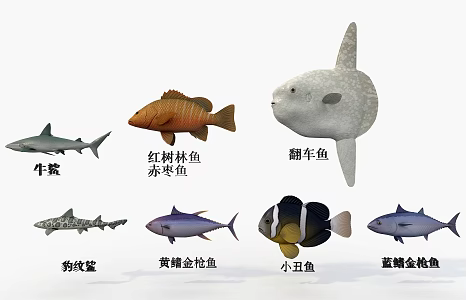 seven species of marine fish 3d model