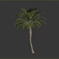 Tall Green Palm Tree With Brown Trunk And Lush Foliage In Studio Setting
