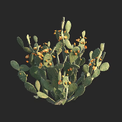 Lush Prickly Pear Cactus Plant With Green Pads And Orange Fruits 3d model