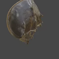 Horseshoe Crab With Brown Shell And Unique Body Structure Against Blue Sky