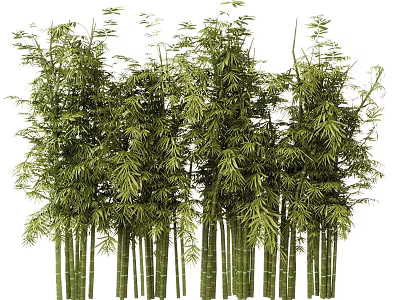 Lush Green Bamboo Bonsai Potted Plants With Tall Stems And Fresh Leaves 3d model