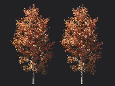 Two Autumn Trees With Vibrant Orange Red Leaves Against Black Background 3d model