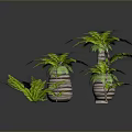 Various Decorative Plants Including Palm Trees Ferns And Small Greenery In Woven Pots