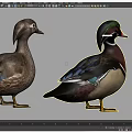 Two Mandarin Ducks With Vibrant Green Purple Blue And White Feathers Standing On Gray Background