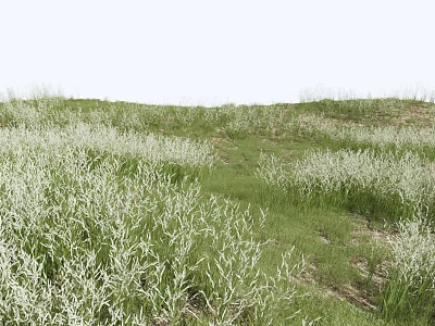 White Wildflowers Blooming In Lush Green Rolling Meadow With Natural Grass 3d model