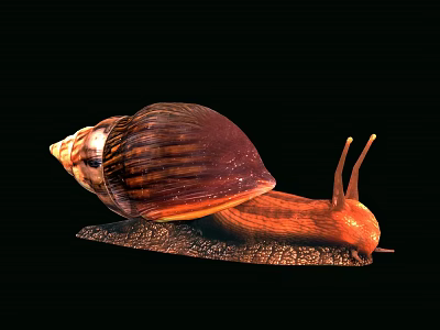 Close Up Reptile Snail With Shiny Brown Shell And Textured Body On Black Background 3d model