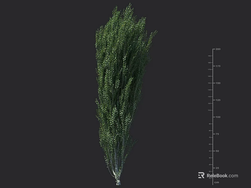 Green Shrub Plant with Size Measurement Ruler on Dark Background 3d model 