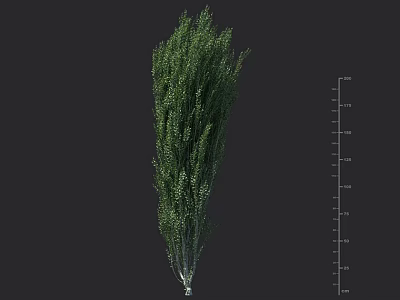 Green Shrub Plant with Size Measurement Ruler on Dark Background 3d model