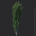 Green Shrub Plant with Size Measurement Ruler on Dark Background