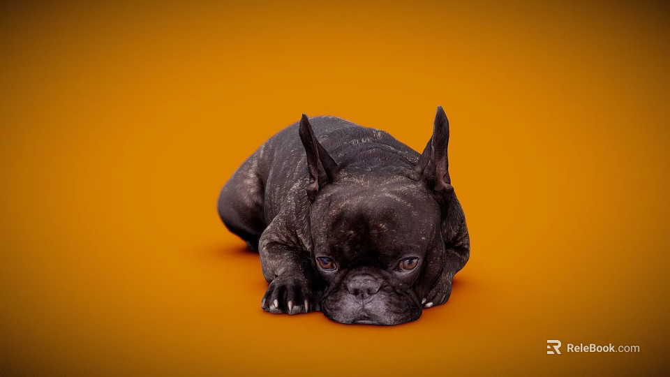 Black French Bulldog Lying On Orange Background Looking Cute And Relaxed 3d model 