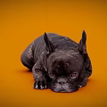 Black French Bulldog Lying On Orange Background Looking Cute And Relaxed