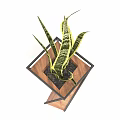Modern Bonsai Potted Snake Plant With Wooden Metal Frame Design