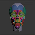 Colorful Facial Muscles Anatomical Model With Detailed Structure And Educational Use
