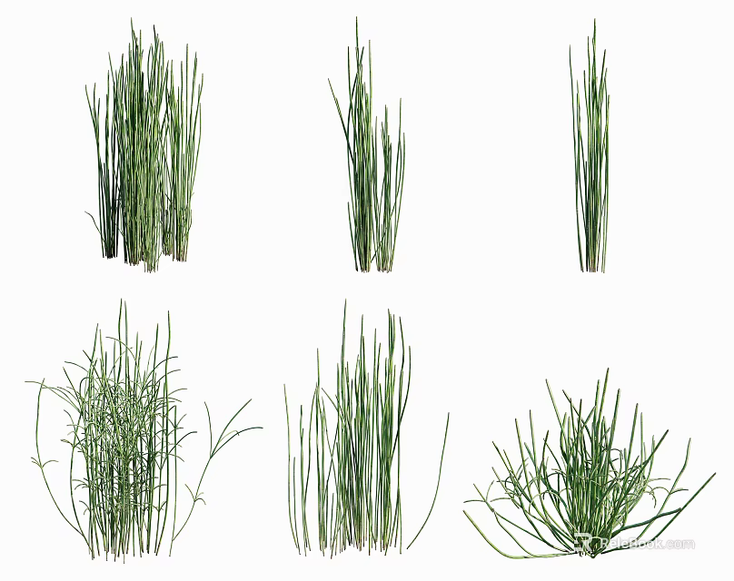 Various Green Grass Plants With Different Foliage Shapes Displayed On White Background 3d model