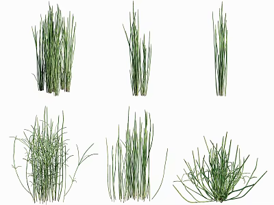 Various Green Grass Plants With Different Foliage Shapes Displayed On White Background 3d model