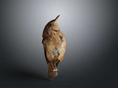 Standing Brown Beige Bird Specimen Displayed On Gray Background With Natural Feathers 3d model