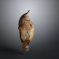 Standing Brown Beige Bird Specimen Displayed On Gray Background With Natural Feathers