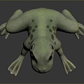 Frog Frog Frog Poison Frog Game Frog Reptile Cold Blooded Animal Reptile Reptile 3d model