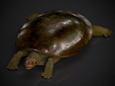 Shiny Dark Brown Aquatic Turtle With Large Carapace Orange Head Markings And Webbed Limbs 3d model