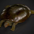 Shiny Dark Brown Aquatic Turtle With Large Carapace Orange Head Markings And Webbed Limbs