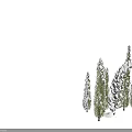 Snow Covered Green Arborvitae Trees Standing In Sunlight With Long Shadows