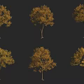 Six Arbor Trees With Golden Yellow Leaves And Different Forms On Black Background 3d model