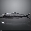 Whole Fresh Tuna Fish With Shiny Metallic Blue Skin On Reflective Surface