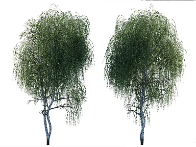 Lush Green Weeping Willow Trees With Graceful Hanging Branches And Dense Foliage 3d model