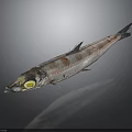 Whole Fresh Fish With Yellow Eye And Silver Gray Striped Body On Dark Background