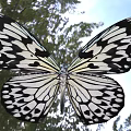 Black and White Butterfly With Open Wings Flying Near Tree Branches in Blue Sky
