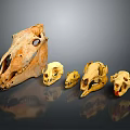 Medical Device Anatomical Animal Skull Models Of Different Sizes For Teaching Purposes