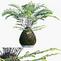 Fern Potted Floriculture 3d model