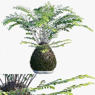 Fern Potted Floriculture 3d model