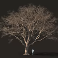 Large Leafless Tree With Massive Trunk And Person Standing Under Dark Background 3d model